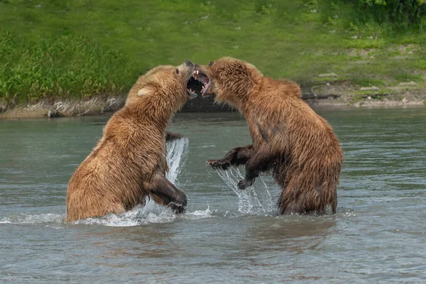 Härska Över Landskapet Bruna Björnar Kamchatka Ursus Arctos Beringianus — Stockfoto