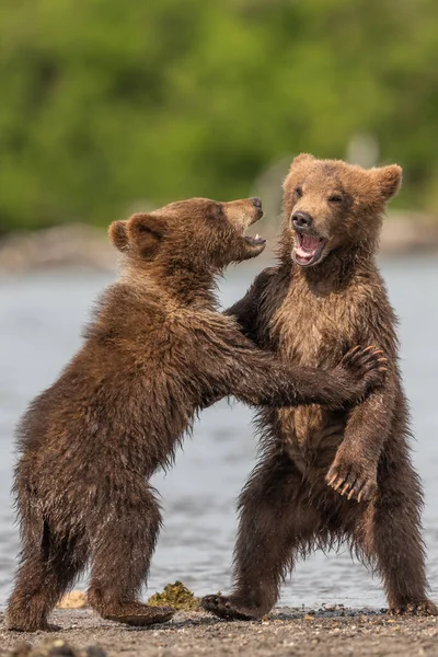 Gobernando Paisaje Osos Pardos Kamchatka Ursus Arctos Beringianus — Foto de Stock