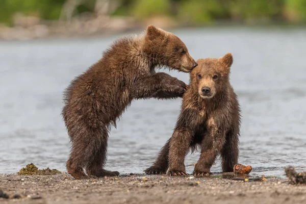 Просуваючись Ландшафту Бурі Ведмеді Камчатки Ursus Arctos Beringianus — стокове фото