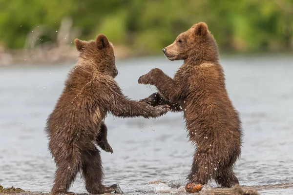 Vládnoucí Krajině Medvědi Hnědí Kamčatka Ursus Arctos Beringianus — Stock fotografie