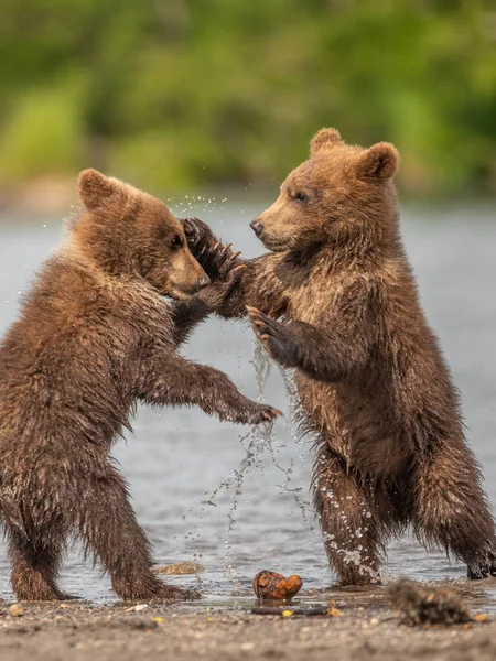 Governando Paisagem Ursos Pardos Kamchatka Ursus Arctos Beringianus — Fotografia de Stock