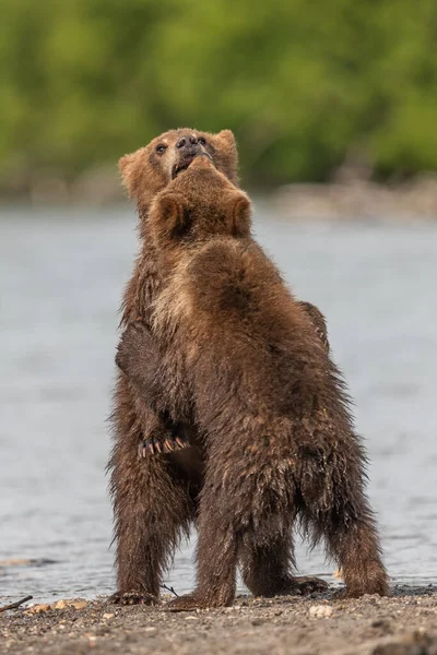 Gobernando Paisaje Osos Pardos Kamchatka Ursus Arctos Beringianus — Foto de Stock