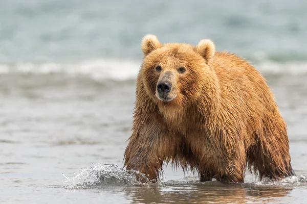 Uralkodó Táj Barna Medvék Kamchatka Ursus Arctos Beringianus — Stock Fotó