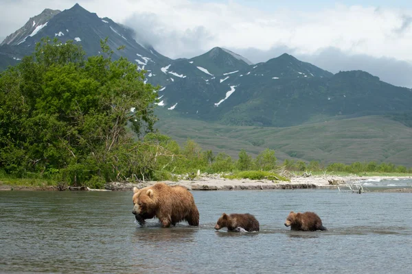 堪察加半岛的棕熊 Ursus Arctos Berπanus 统治着整个风景 — 图库照片