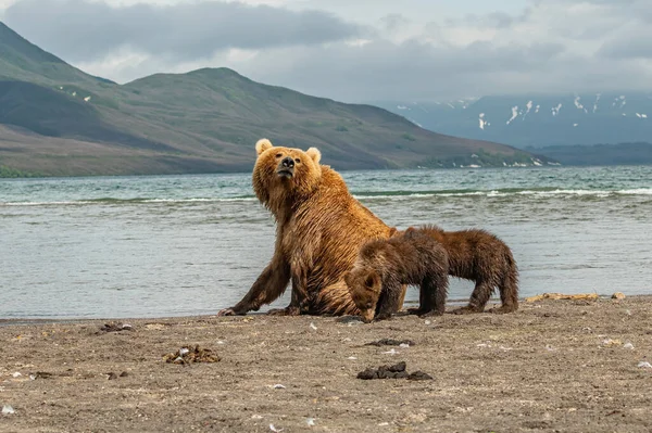 Réglant Paysage Les Ours Bruns Kamchatka Ursus Arctos Beringianus — Photo