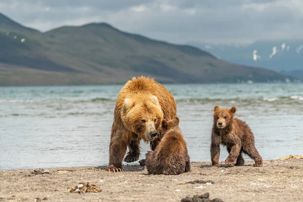 Правящие Ландшафтом Бурые Медведи Каминки Ursus Arctos Beringianus — стоковое фото
