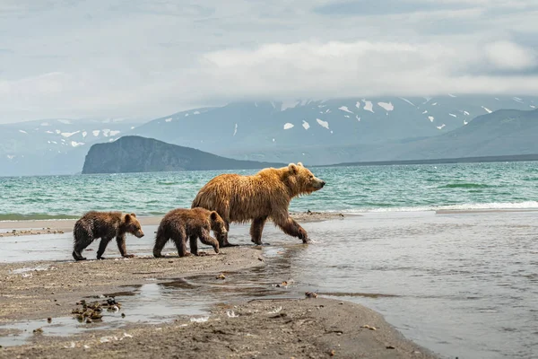 Härska Över Landskapet Bruna Björnar Kamchatka Ursus Arctos Beringianus — Stockfoto