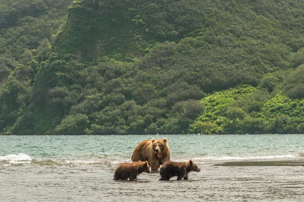 Die Braunbären Von Kamtschatka Ursus Arctos Beringianus Beherrschen Die Landschaft — Stockfoto