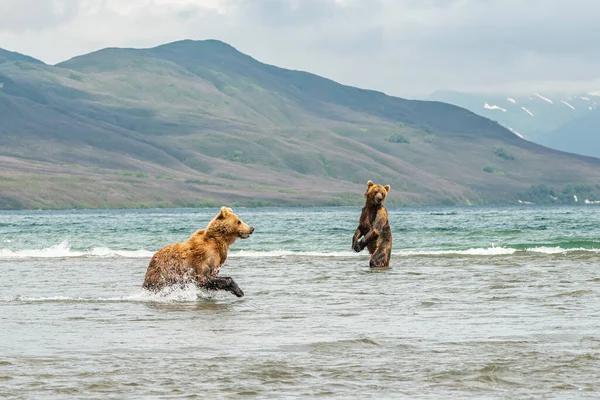 Gobernando Paisaje Osos Pardos Kamchatka Ursus Arctos Beringianus —  Fotos de Stock
