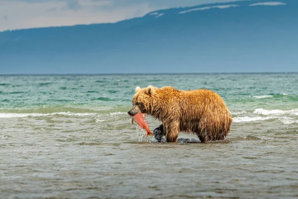 堪察加半岛的棕熊 Ursus Arctos Berπanus 统治着整个风景 — 图库照片