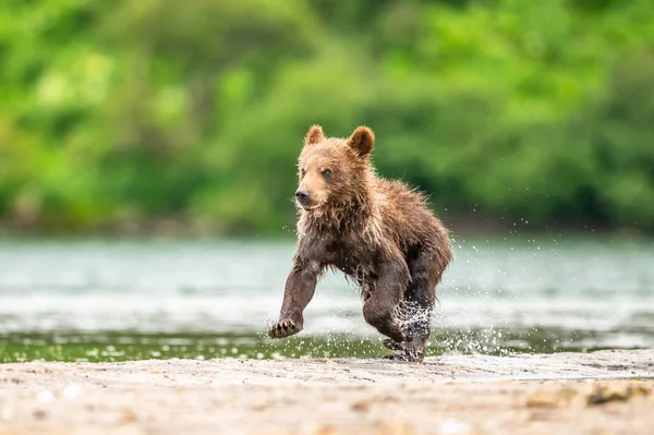 Vládnoucí Krajině Medvědi Hnědí Kamčatka Ursus Arctos Beringianus — Stock fotografie