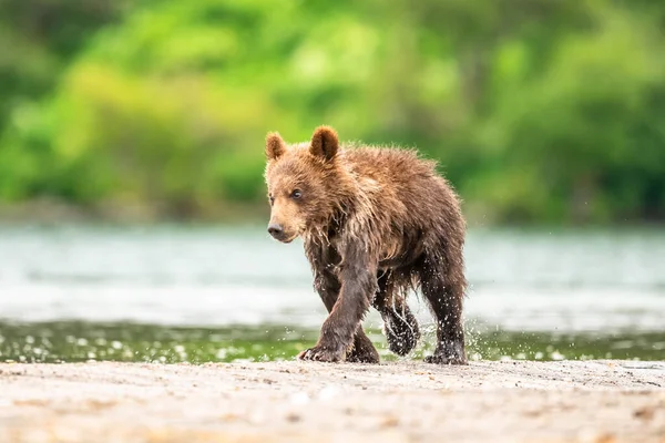 Vládnoucí Krajině Medvědi Hnědí Kamčatka Ursus Arctos Beringianus — Stock fotografie