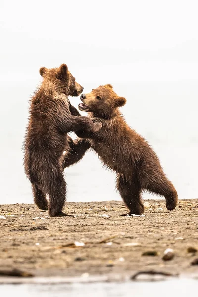 Härska Över Landskapet Bruna Björnar Kamchatka Ursus Arctos Beringianus — Stockfoto