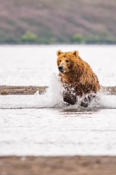 Réglant Paysage Les Ours Bruns Kamchatka Ursus Arctos Beringianus — Photo