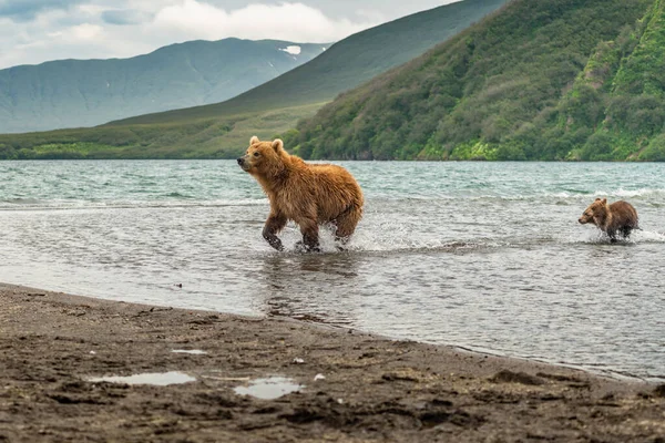 Gobernando Paisaje Osos Pardos Kamchatka Ursus Arctos Beringianus —  Fotos de Stock