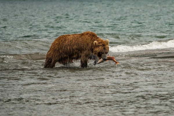 堪察加半岛的棕熊 Ursus Arctos Berπanus 统治着整个风景 — 图库照片