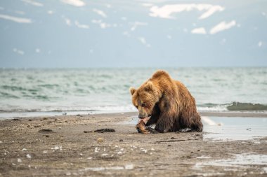 Topraklara hükmeden Kamçatka 'nın kahverengi ayıları (Ursus arctos beringianus)