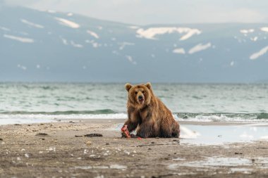 Topraklara hükmeden Kamçatka 'nın kahverengi ayıları (Ursus arctos beringianus)