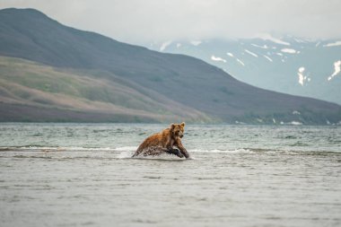 Topraklara hükmeden Kamçatka 'nın kahverengi ayıları (Ursus arctos beringianus)