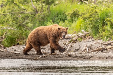Topraklara hükmeden Kamçatka 'nın kahverengi ayıları (Ursus arctos beringianus)