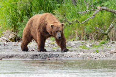 Topraklara hükmeden Kamçatka 'nın kahverengi ayıları (Ursus arctos beringianus)