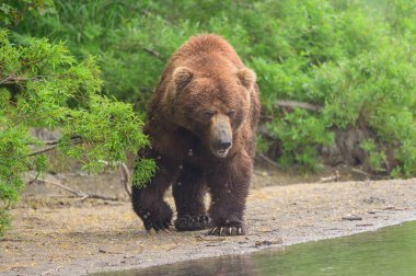 Topraklara hükmeden Kamçatka 'nın kahverengi ayıları (Ursus arctos beringianus)