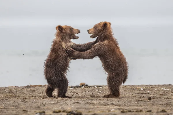 Gobernando Paisaje Osos Pardos Kamchatka Ursus Arctos Beringianus — Foto de Stock