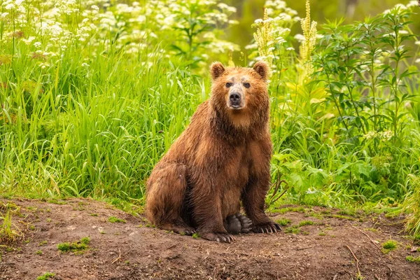 Topraklara Hükmeden Kamçatka Nın Kahverengi Ayıları Ursus Arctos Beringianus — Stok fotoğraf