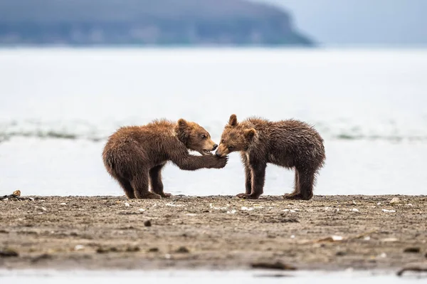 Vládnoucí Krajině Medvědi Hnědí Kamčatka Ursus Arctos Beringianus — Stock fotografie