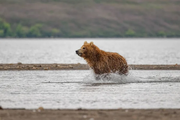 堪察加半岛的棕熊 Ursus Arctos Berπanus 统治着整个风景 — 图库照片