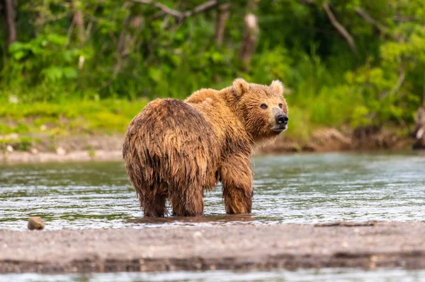 堪察加半岛的棕熊 Ursus Arctos Berπanus 统治着整个风景 — 图库照片