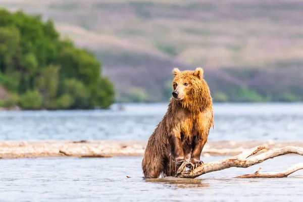 Gobernando Paisaje Osos Pardos Kamchatka Ursus Arctos Beringianus —  Fotos de Stock