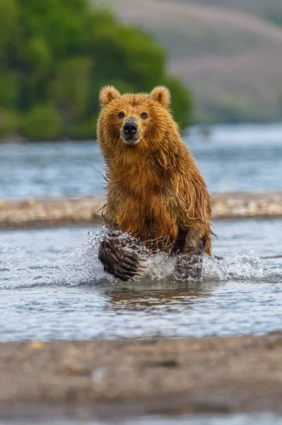 Governare Paesaggio Orsi Bruni Kamchatka Ursus Arctos Beringianus — Foto Stock