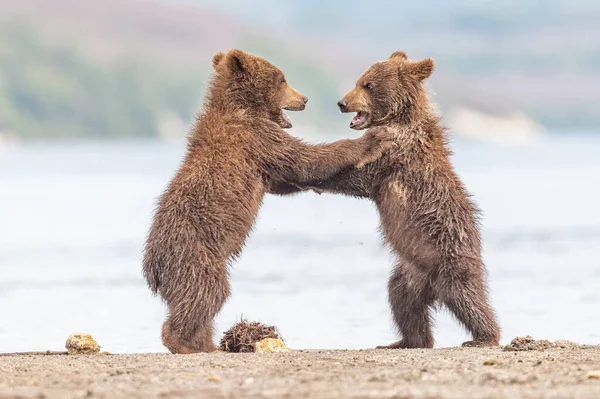 Die Braunbären Von Kamtschatka Ursus Arctos Beringianus Beherrschen Die Landschaft — Stockfoto