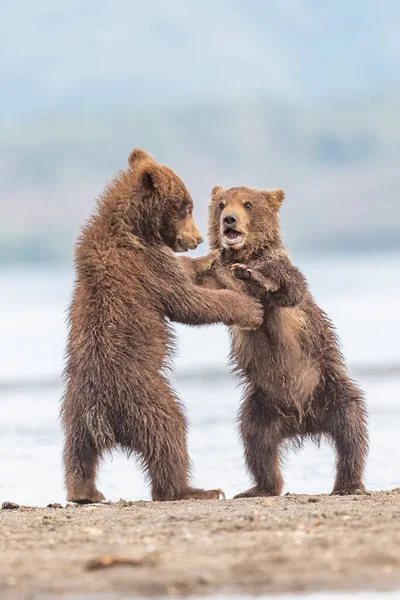 Gobernando Paisaje Osos Pardos Kamchatka Ursus Arctos Beringianus — Foto de Stock