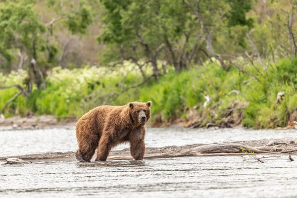 堪察加半岛的棕熊 Ursus Arctos Berπanus 统治着整个风景 — 图库照片