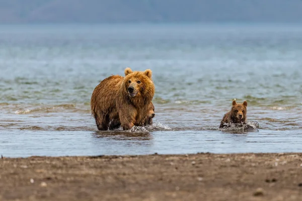 堪察加半岛的棕熊 Ursus Arctos Berπanus 统治着整个风景 — 图库照片