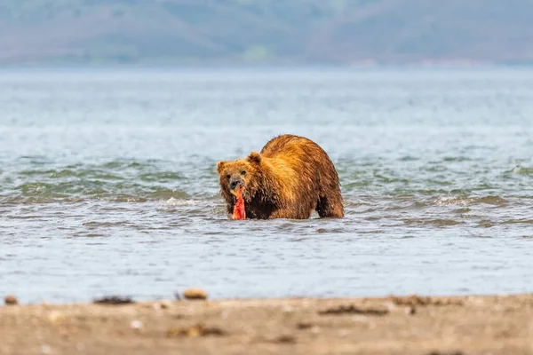 Die Braunbären Von Kamtschatka Ursus Arctos Beringianus Beherrschen Die Landschaft — Stockfoto