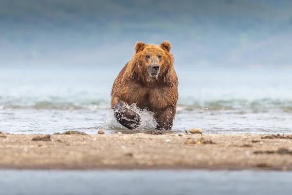 Härska Över Landskapet Bruna Björnar Kamchatka Ursus Arctos Beringianus — Stockfoto