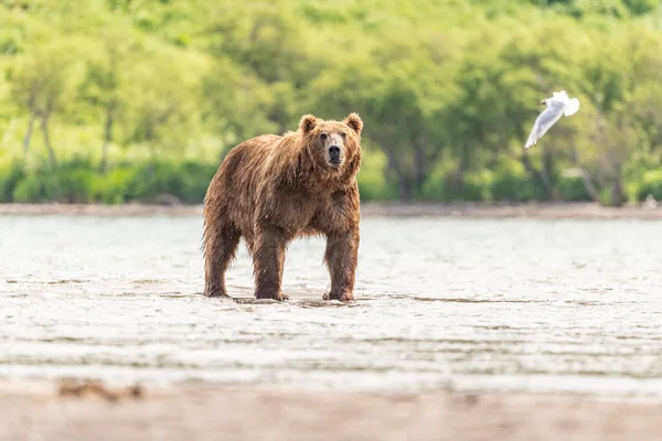 Gobernando Paisaje Osos Pardos Kamchatka Ursus Arctos Beringianus — Foto de Stock