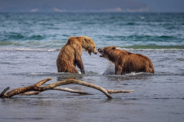 Gobernando Paisaje Osos Pardos Kamchatka Ursus Arctos Beringianus —  Fotos de Stock