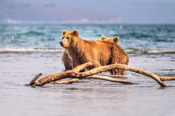 堪察加半岛的棕熊 Ursus Arctos Berπanus 统治着整个风景 — 图库照片