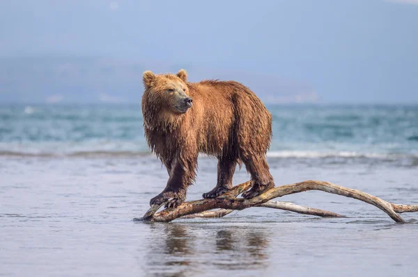 Governare Paesaggio Orsi Bruni Kamchatka Ursus Arctos Beringianus — Foto Stock