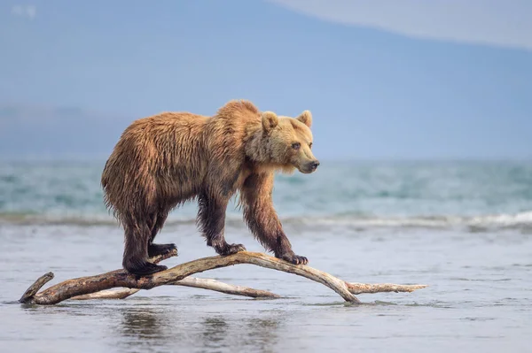 Gobernando Paisaje Osos Pardos Kamchatka Ursus Arctos Beringianus —  Fotos de Stock