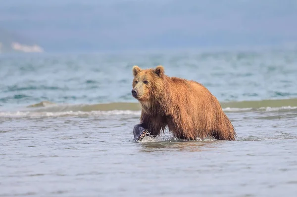 Просуваючись Ландшафту Бурі Ведмеді Камчатки Ursus Arctos Beringianus — стокове фото