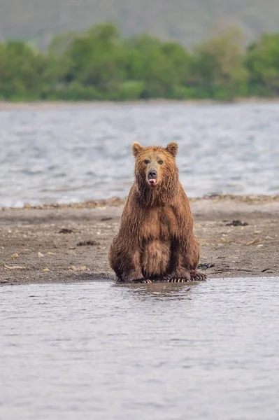 Gobernando Paisaje Osos Pardos Kamchatka Ursus Arctos Beringianus — Foto de Stock