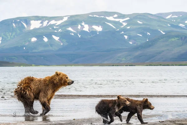 Topraklara hükmeden Kamçatka 'nın kahverengi ayıları (Ursus arctos beringianus)