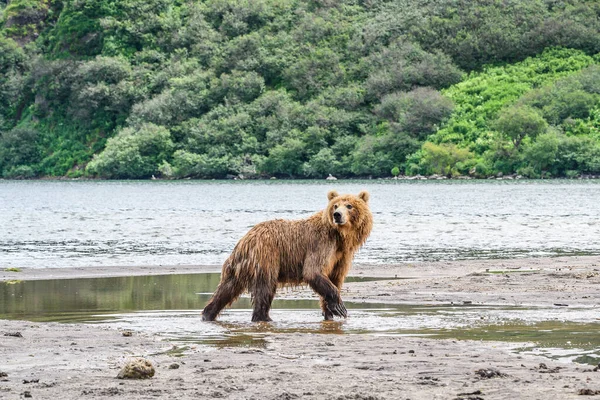 Vládnoucí Krajině Medvědi Hnědí Kamčatka Ursus Arctos Beringianus — Stock fotografie