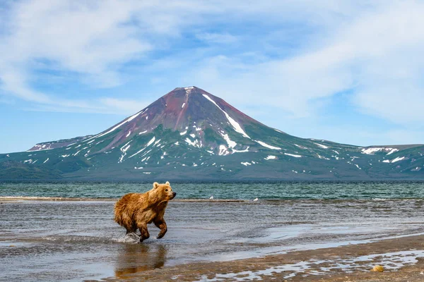 Gobernando Paisaje Osos Pardos Kamchatka Ursus Arctos Beringianus —  Fotos de Stock