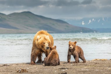 Topraklara hükmeden Kamçatka 'nın kahverengi ayıları (Ursus arctos beringianus)